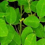 Lespedeza procumbens Lehti