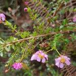 Bauera rubioides Flower