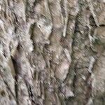 Tilia chinensis Corteza