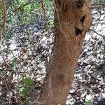 Pistacia lentiscus 树皮