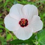 Pavonia hastata Cvijet