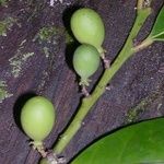 Dicarpellum pronyense Fruit