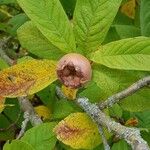 Crataegus germanica Fruit