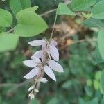 Indigofera decora Flor