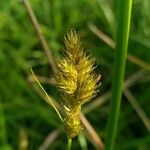 Carex leporina Φρούτο