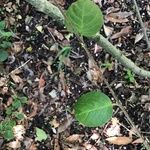 Viburnum macrocephalum 葉