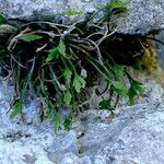 Asplenium seelosii Hábito