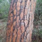 Pinus pinea Φλοιός