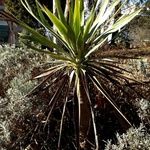 Yucca aloifolia পাতা