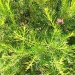 Grevillea rosmarinifolia List