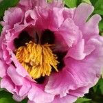 Paeonia × suffruticosaBloem