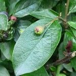 Cotoneaster acutifolius Foglia