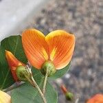 Colutea orientalis Flor