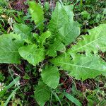 Taraxacum mongolicum Hábito