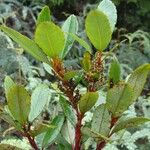 Ascarina rubricaulis 整株植物