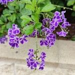 Duranta erecta Floro