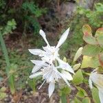 Pancratium canariense Žiedas