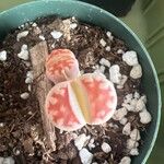 Lithops karasmontana Leaf