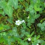 Oxalis incarnata Floare