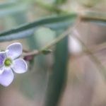 Veronica scutellata Floare