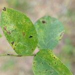 Clitoria ternatea Leaf