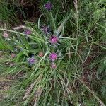 Centaurea lugdunensis Floro