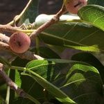 Ficus ingens Фрукт