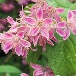 Deutzia scabra Flors