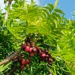 Harpephyllum caffrum Fruit