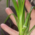 Cyperus eragrostisপাতা