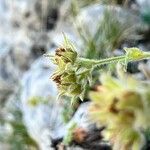 Potentilla nivalis Flower