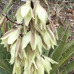 Yucca baccata Fruto