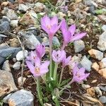 Colchicum cupanii Kvet