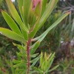 Leucadendron salignum ഇല