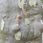 Platanus × hispanica Bark