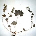 Alchemilla demissa Blatt