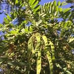Calpurnia aurea Fruit