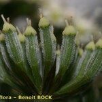Athamanta cervariifolia