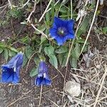 Gentiana alpina Flower