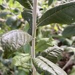 Tarchonanthus camphoratus Bark