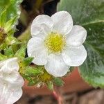 Fragaria × ananassa Flor