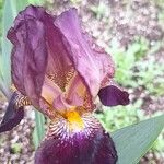 Iris × germanica Кветка