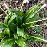 Galanthus plicatus ᱥᱟᱠᱟᱢ