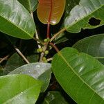 Ficus citrifolia 整株植物