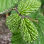 Rubus pruinosus পাতা