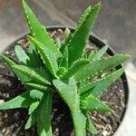 Aloe brevifolia叶