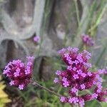 Verbena bonariensis花