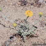 Chaenactis glabriuscula Fleur