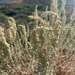 Artemisia frigida Blatt