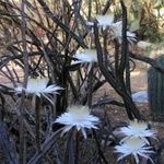 Peniocereus greggii Blüte